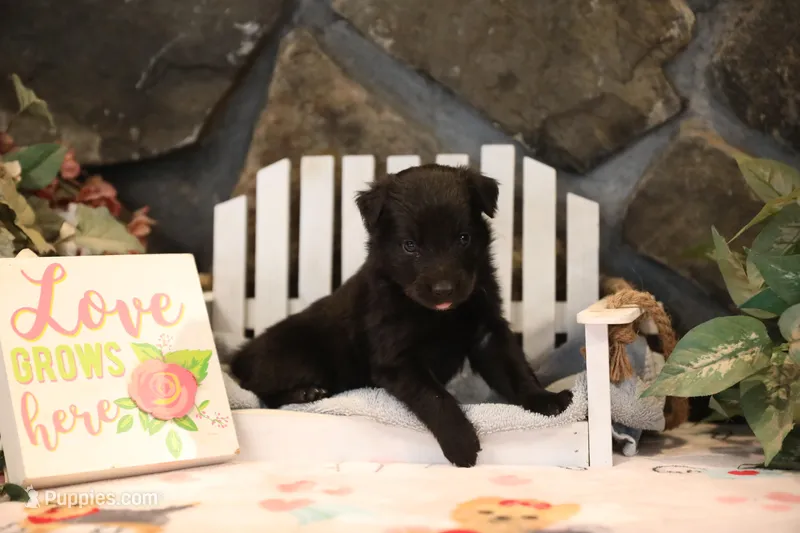 Char-Lynne's black boy – Miniature Australian Shepherd puppy for sale in Westfield, MA