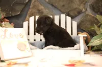 Char-Lynne's black boy, a male Miniature Australian Shepherd for sale in Westfield, MA – Photo 7 of 10