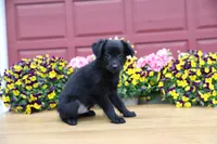 Char-Lynne's black boy, a male Toy Australian Shepherd for sale in Westfield, MA – Photo 8 of 9