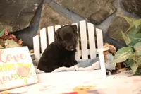 Char-Lynne's black boy, a male Miniature Australian Shepherd for sale in Westfield, MA – Photo 6 of 10