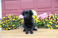 Char-Lynne's black boy, a male Toy Australian Shepherd for sale in Westfield, MA – Photo 3 of 9