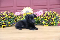 Char-Lynne's black boy, a male Toy Australian Shepherd for sale in Westfield, MA – Photo 2 of 9