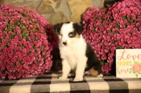 Misty's tri girl #2, a female Australian Shepherd for sale in Westfield, MA – 7 of 10