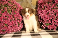 Luna's Red Tri Girl #2, a female Australian Shepherd for sale in Westfield, MA – 3 of 9