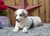 Vegas's blue girl, a female Australian Shepherd for sale in Westfield, MA – 5 of 10
