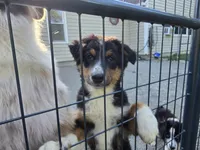Porche's black tri boy #2, a male Australian Shepherd for sale in Westfield, MA – 1 of 7