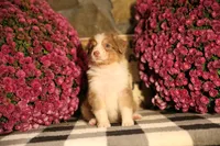 Luna's Red Tri Girl #1, a female Australian Shepherd for sale in Westfield, MA – 8 of 10