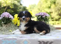 Porche's black tri boy #2, a male Australian Shepherd for sale in Westfield, MA – 4 of 4