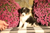 Luna's Black Tri Girl #2, a female Australian Shepherd for sale in Westfield, MA – 7 of 7
