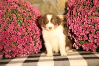 Luna's Red Tri Girl #2, a female Australian Shepherd for sale in Westfield, MA – 2 of 9