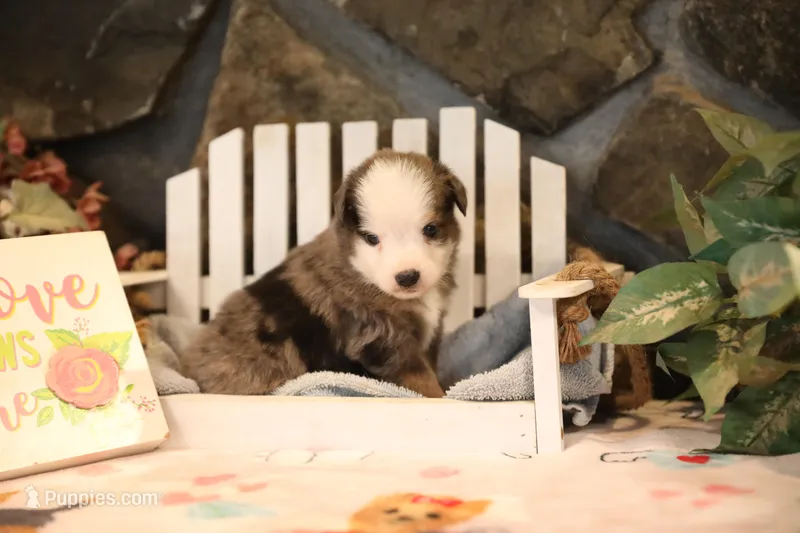 Char-Lynne's Blue Merle Boy – Miniature Australian Shepherd puppy for sale in Westfield, MA