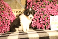 Luna's Black Tri Girl #2, a female Australian Shepherd for sale in Westfield, MA – 2 of 7