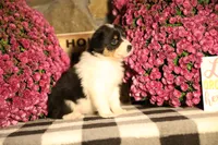 Luna's Black Tri Girl #2, a female Australian Shepherd for sale in Westfield, MA – 5 of 7