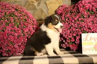 Luna's Black Tri Boy #2, a male Australian Shepherd for sale in Westfield, MA – 7 of 10