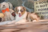 Patti's Red Merle Girl #4, a female Australian Shepherd for sale in Westfield, MA – 8 of 10