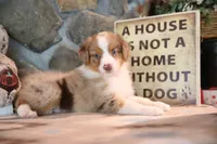 Patti's Red Merle Girl #1, a female Australian Shepherd for sale in Westfield, MA – 5 of 7