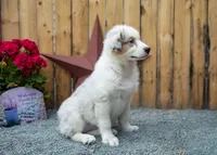 Vegas's blue girl, a female Australian Shepherd for sale in Westfield, MA – 8 of 10