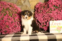 Luna's Black Tri Boy #1, a male Australian Shepherd for sale in Westfield, MA – 5 of 6