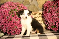 Misty's tri girl #2, a female Australian Shepherd for sale in Westfield, MA – 3 of 10