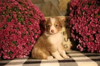 Luna's Red Tri Girl #1, a female Australian Shepherd for sale in Westfield, MA – 6 of 10