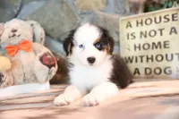 Patti's Black Tri Boy, a male Australian Shepherd for sale in Westfield, MA – 6 of 10