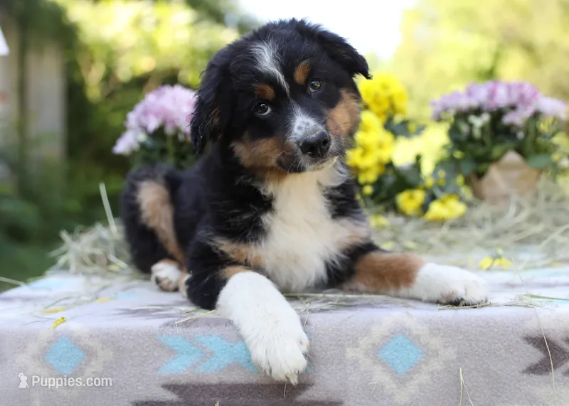 Porche's black tri boy #2 – Australian Shepherd puppy for sale in Westfield, MA