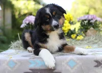 Porche's black tri boy #2, a male Australian Shepherd for sale in Westfield, MA – 1 of 4