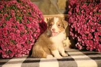 Luna's Red Tri Girl #1, a female Australian Shepherd for sale in Westfield, MA – 5 of 10