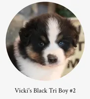 Vicki's black tri boy #2 , a male Australian Shepherd for sale in Westfield, MA – 1 of 3
