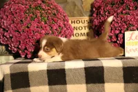 Luna's Red Tri Boy, a male Australian Shepherd for sale in Westfield, MA – 7 of 9
