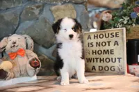 Patti's Black Tri Boy, a male Australian Shepherd for sale in Westfield, MA – 2 of 10