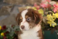 Luna's red boy #1, a male Australian Shepherd for sale in Westfield, MA – Photo 2 of 10