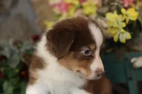 Luna's red boy #1, a male Australian Shepherd for sale in Westfield, MA – Photo 10 of 10