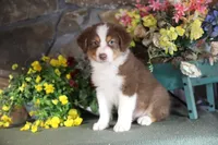 Luna's red boy #1, a male Australian Shepherd for sale in Westfield, MA – Photo 3 of 10