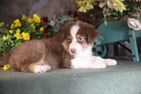 Luna's red boy #1, a male Australian Shepherd for sale in Westfield, MA – Photo 9 of 10
