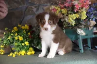 Luna's red boy #1, a male Australian Shepherd for sale in Westfield, MA – Photo 5 of 10