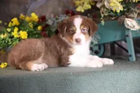 Luna's red boy #1, a male Australian Shepherd for sale in Westfield, MA – Photo 7 of 10