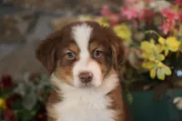 Luna's red boy #1, a male Australian Shepherd for sale in Westfield, MA – Photo 1 of 10