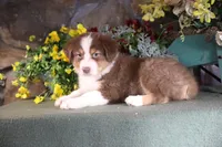 Luna's red boy #1, a male Australian Shepherd for sale in Westfield, MA – Photo 6 of 10