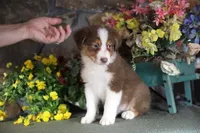 Luna's red boy #1, a male Australian Shepherd for sale in Westfield, MA – Photo 8 of 10