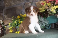 Luna's red boy #1, a male Australian Shepherd for sale in Westfield, MA – Photo 4 of 10