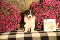 Luna's Black Tri Boy #2, a male Australian Shepherd for sale in Westfield, MA – 3 of 10