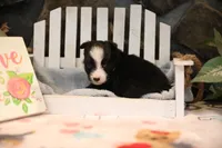 Char-Lynne's Black Bi Girl #1, a female Toy Australian Shepherd for sale in Westfield, MA – Photo 3 of 8