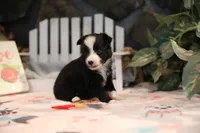 Char-Lynne's Black Bi Girl #1, a female Toy Australian Shepherd for sale in Westfield, MA – Photo 5 of 8