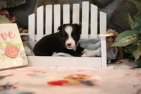 Char-Lynne's Black Bi Girl #1, a female Toy Australian Shepherd for sale in Westfield, MA – Photo 2 of 8