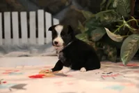 Char-Lynne's Black Bi Girl #1, a female Toy Australian Shepherd for sale in Westfield, MA – Photo 4 of 8