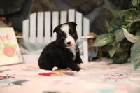 Char-Lynne's Black Bi Girl #1, a female Toy Australian Shepherd for sale in Westfield, MA – Photo 7 of 8