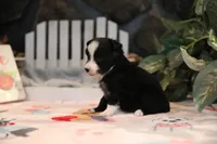 Char-Lynne's Black Bi Girl #1, a female Toy Australian Shepherd for sale in Westfield, MA – Photo 6 of 8