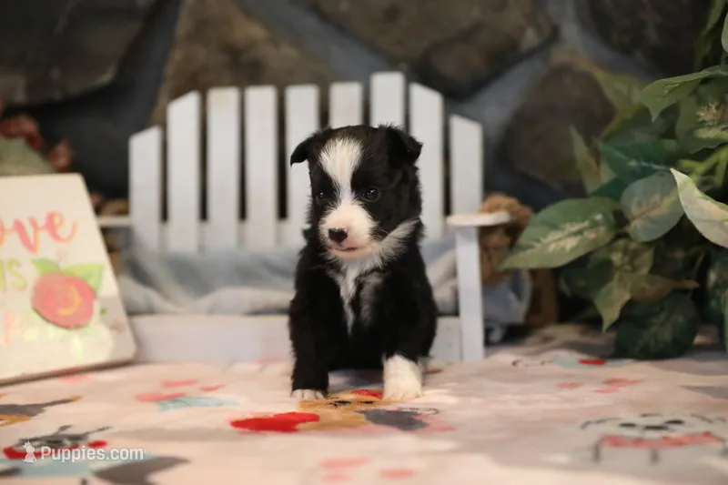 Char-Lynne's Black Bi Girl #1 – Toy Australian Shepherd puppy for sale in Westfield, MA