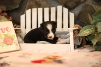 Char-Lynne's Black Bi Girl #1, a female Toy Australian Shepherd for sale in Westfield, MA – Photo 8 of 8